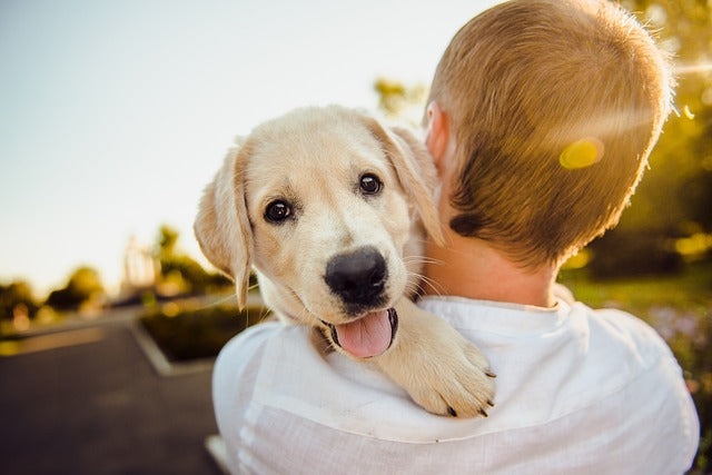 Dog Health